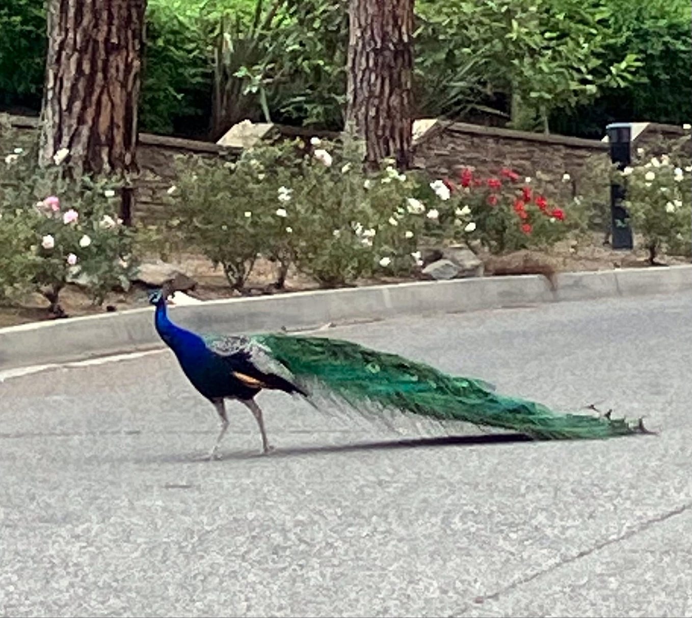 Faded Dreams. A Poem by Pranav Sharma MidKnight Falls Sep, 2024