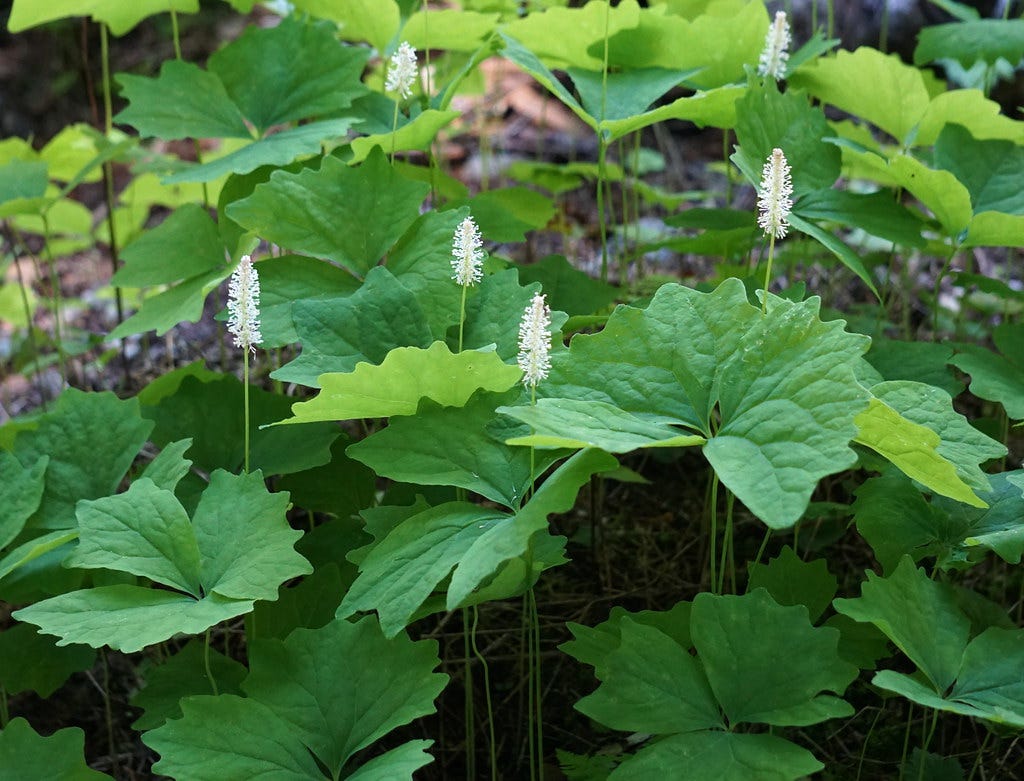The Oregon Forest’s Amazing Medicines Horsetail. by Margaret Mills