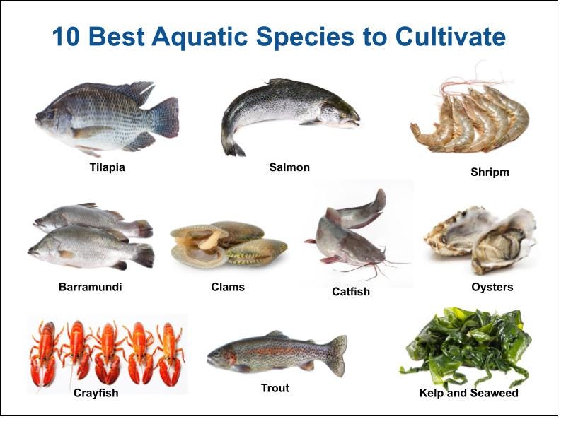 Fish Farming and the Environment Challenges and Solutions by