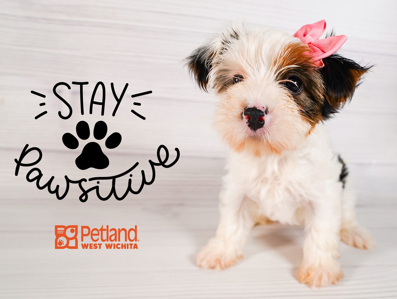 Small Pets & Animals Hamsters, Rabbits & More for Sale Wichita Petland West Wichita Medium