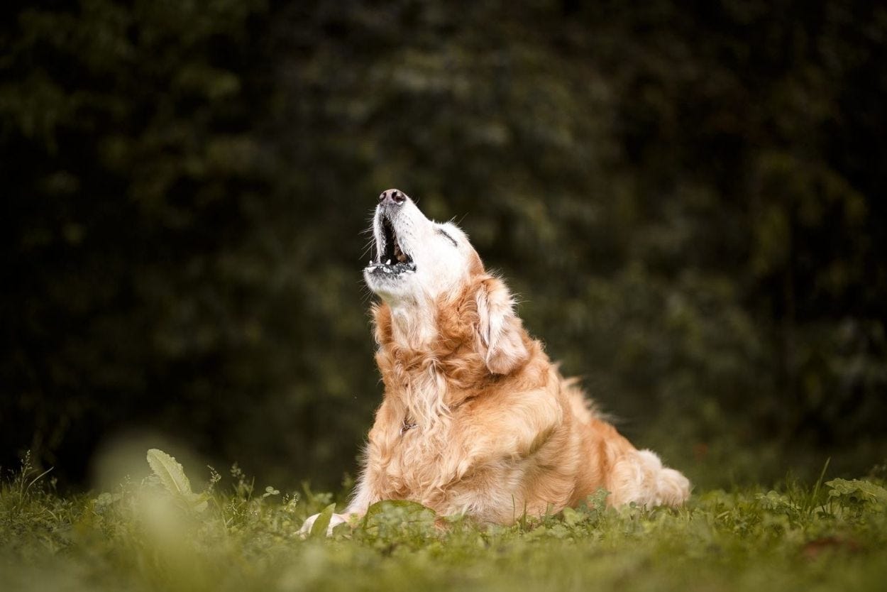 En Az Havlayan Köpek Cinsleri: Sessiz ve Uyumluluğuyla Öne Çıkan Köpekler |  by Hayvanot | Medium