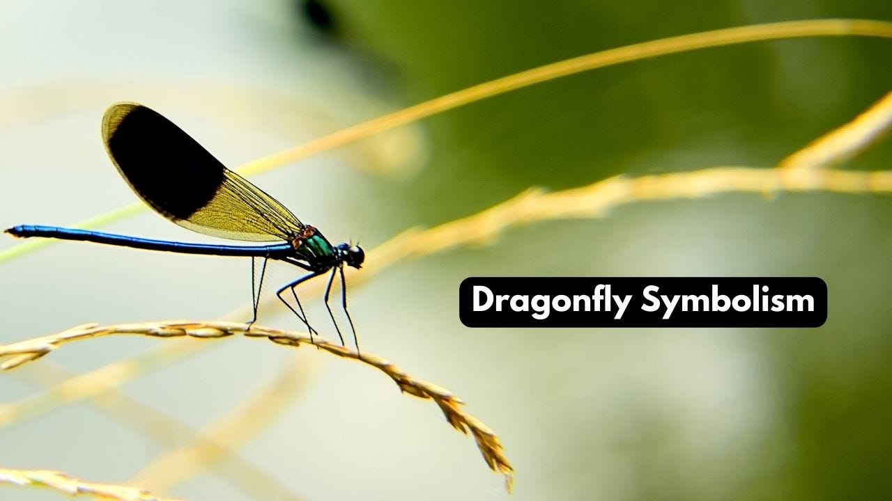 2025 Dog Horoscope Embracing Loyalty and Achieving Stability by