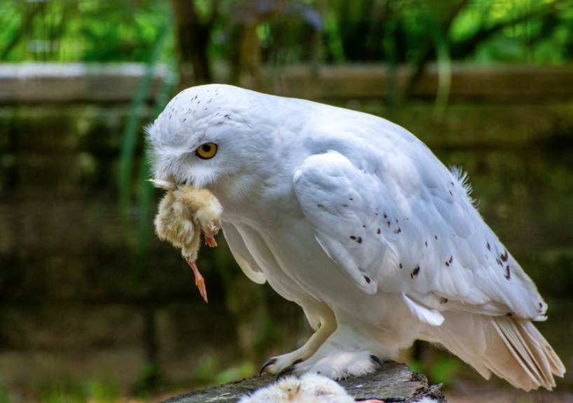 Do Owls Eat Rabbits? All You Need To Know | by Hamidullah Khan | Medium