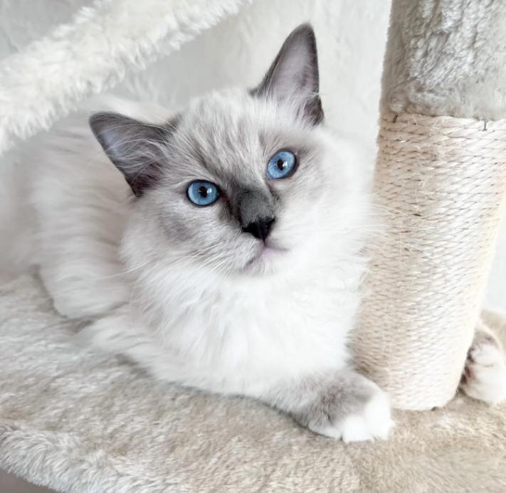 You’re ready to buy a kitten. Now what? | by Ragdoll Digest | Medium