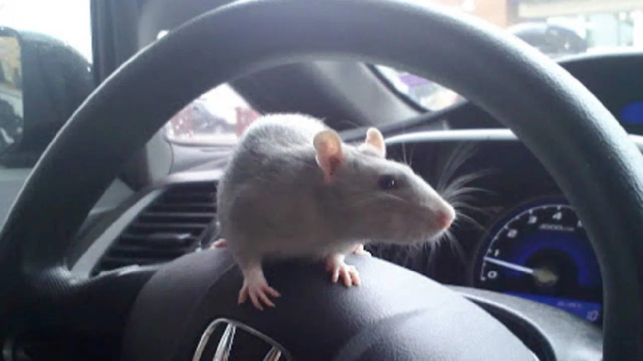 Best rodent repellent for cars deals