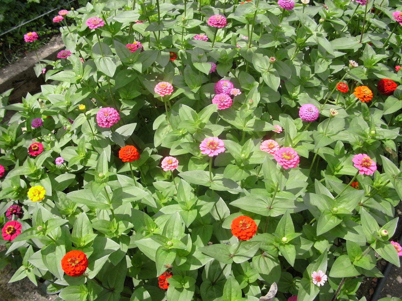 Writing Made Me Know Too Much. I’m happy, yet I blame myself for… | by ...