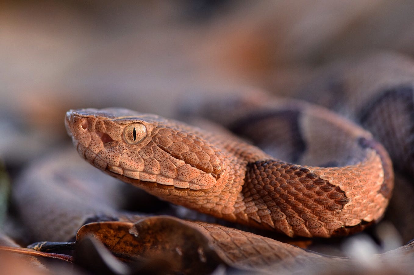 Don't Play with Dead Snakes — Kill Projects Before They Kill You