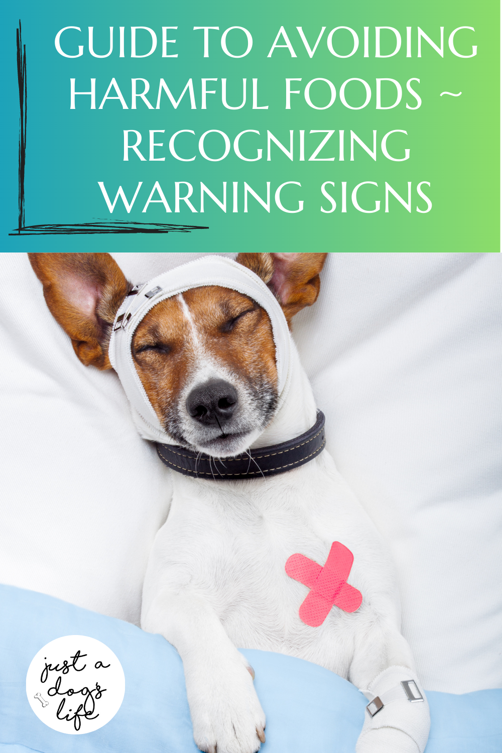 Your Comprehensive Guide to Dog Adoption Choosing the Perfect Canine