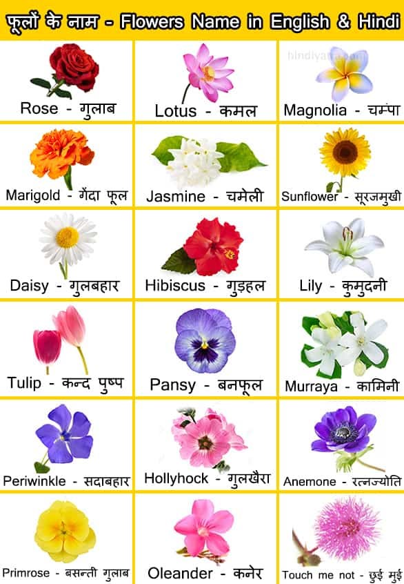 everything about Hindi and English flower names by ramji vishwakarma