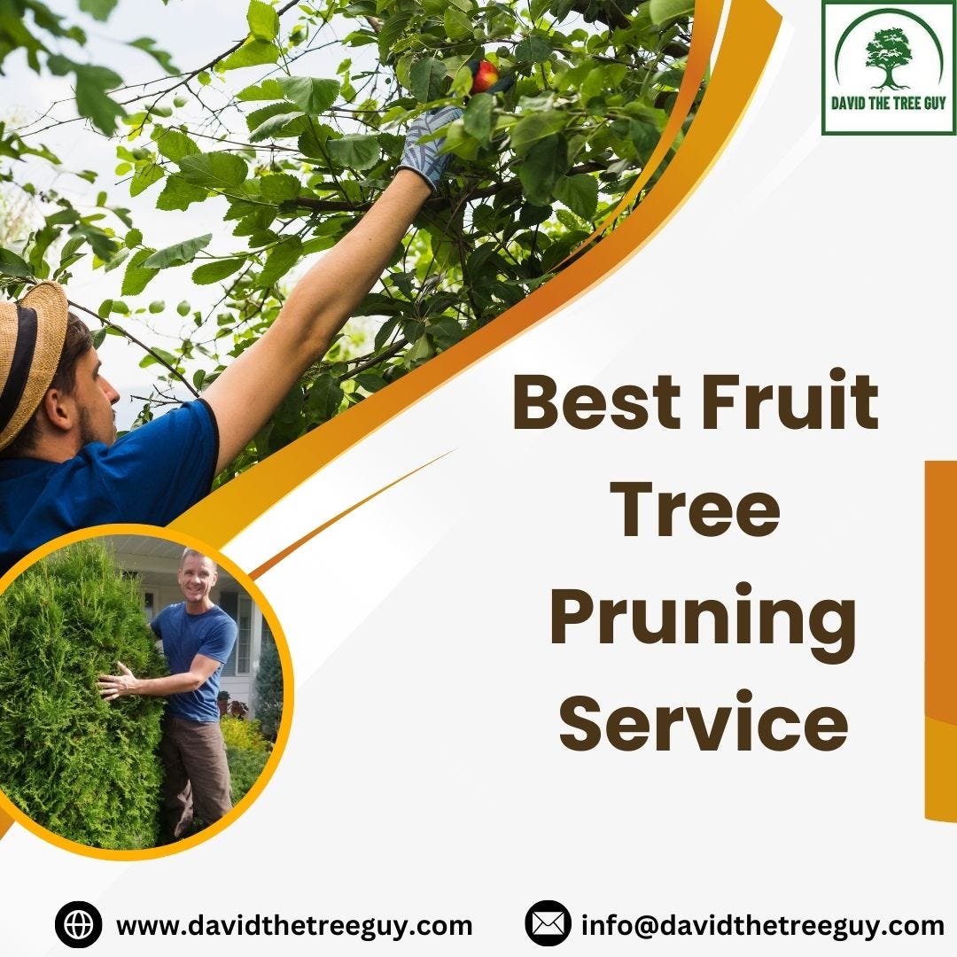 Best Fruit Tree Pruning Service David The Tree Guy Medium
