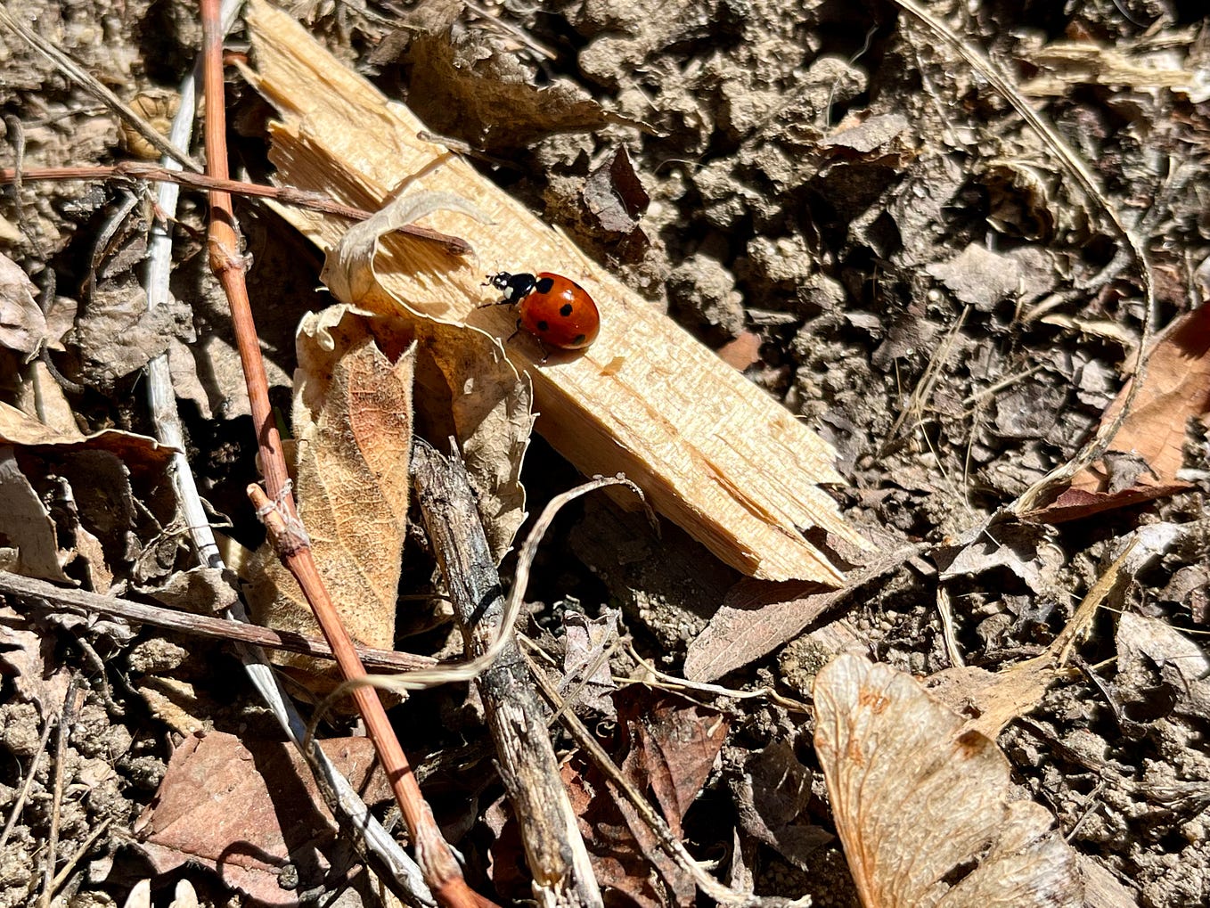 Early Evenings, a Cool Insect, and a Morning Hike | by Kim Zuch | Weeds ...
