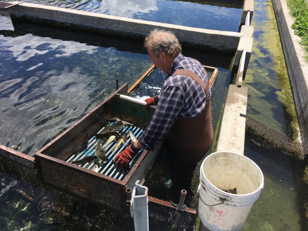 Sustainable Aquaculture An Overview of Utah Private Fish Hatcheries