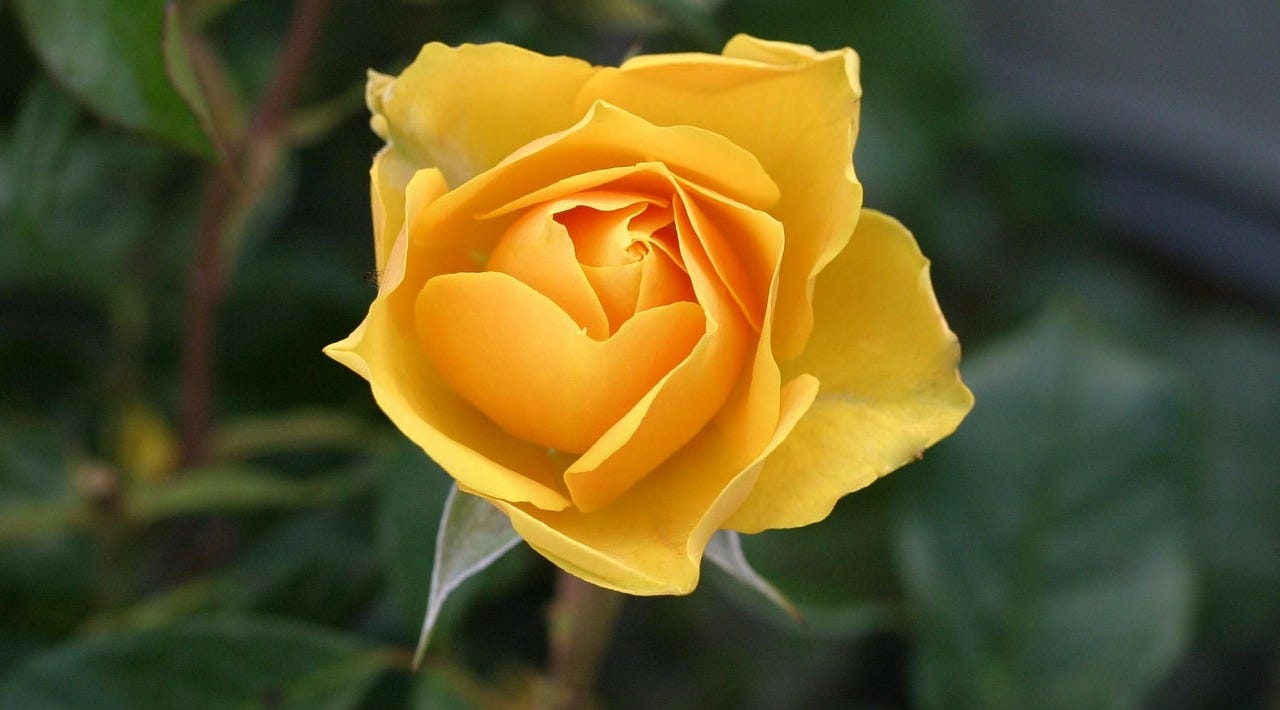 Who was the Yellow Rose of Texas? | by The Alamo | Medium