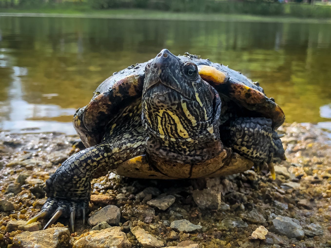 8 Best Types of Pet Turtles The Turtles Medium