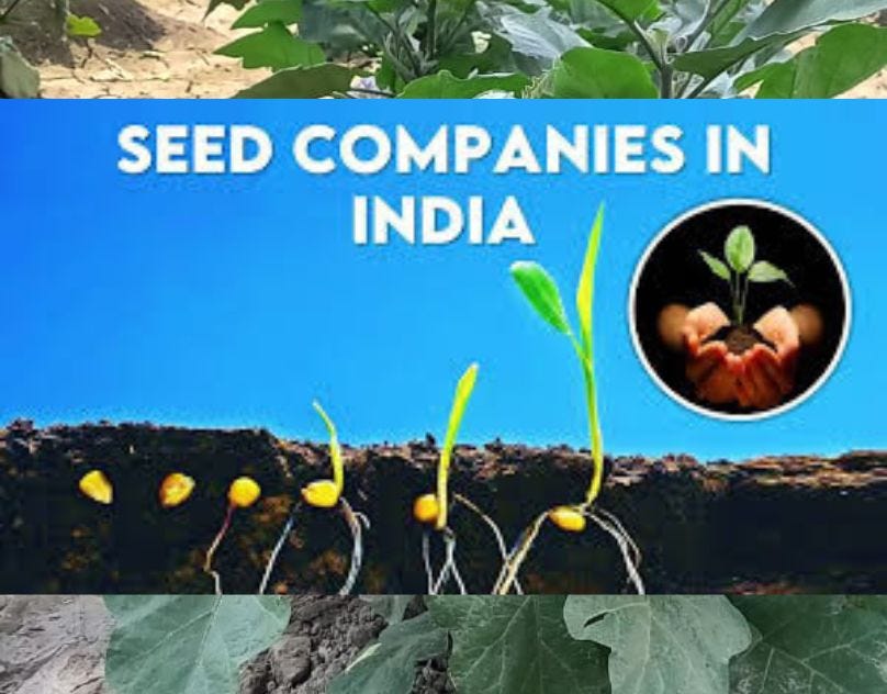 Discover the Best Seed Companies in India for Superior Agricultural Solutions irishybridseeds