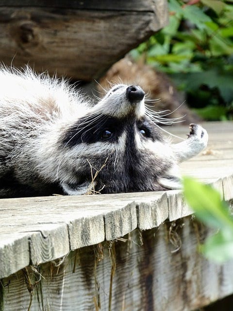 Raccoons Wash Their Food Before Eating: Here’s Why and How - Raccoon