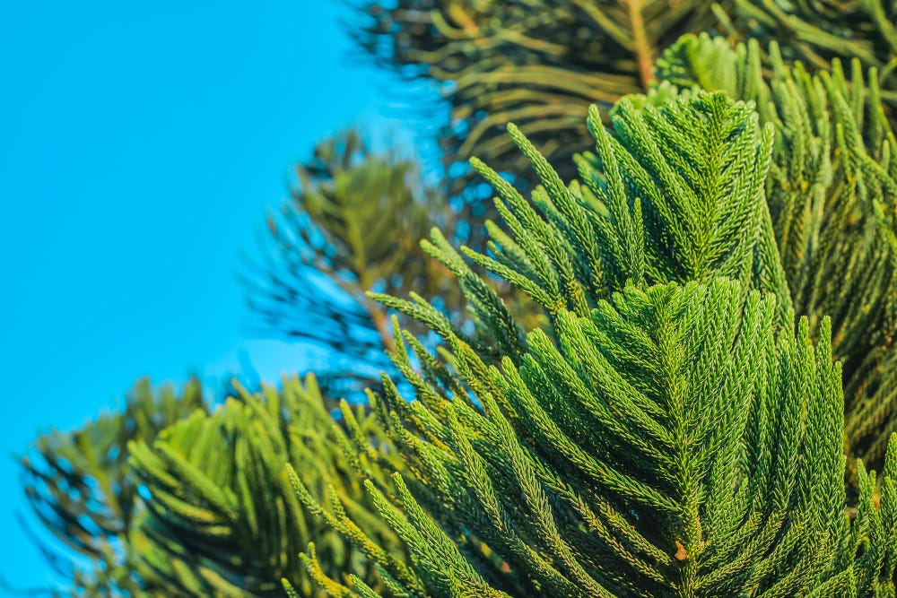 Surviving Cedar Fever A Guide for Austin Residents by Frontier