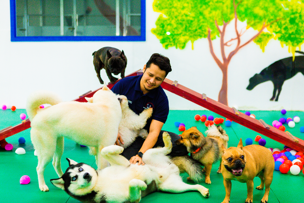 Pamper Your Furry Friend Experience TopNotch Pet Grooming in Dubai at Bruno’s Play Center