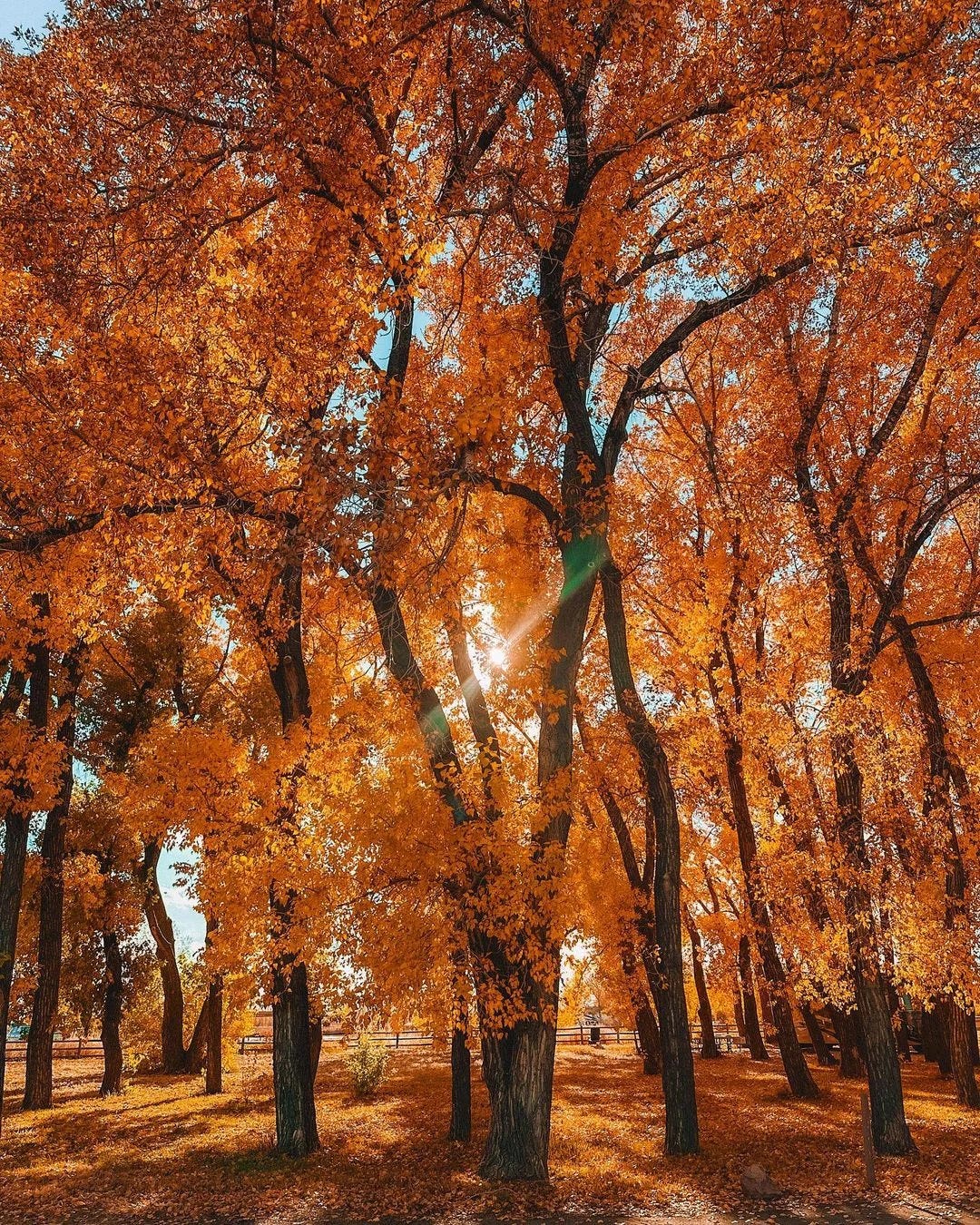 Nature’s Beauty Trees That Start with ‘D’ AshleyScott Medium