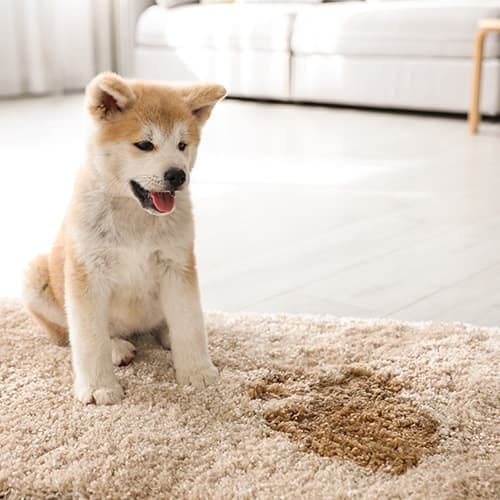 How to Clean a Dirty Carpet Without Water The Ultimate Guide by