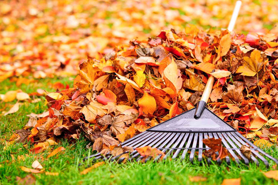 Lawn Cleaning in Damascus, MD. Introduction by Walker’s Lawn