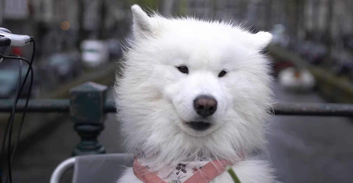 How to Improve Your Dog’s Social Skills A Comprehensive Guide For 2024