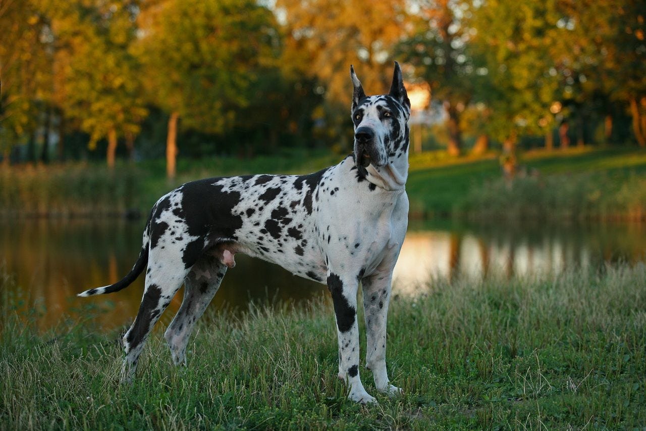 Great Dane Introduction 
