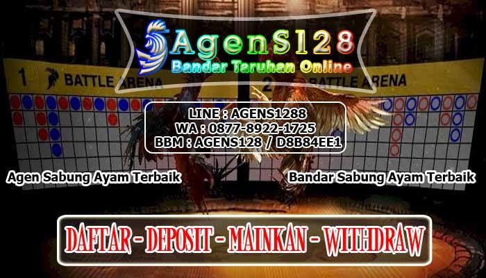 Ciri Ciri khas Ayam Bangkok Asli Dalam Judi Online Sabung Ayam | by Bandar Agens128 | Medium