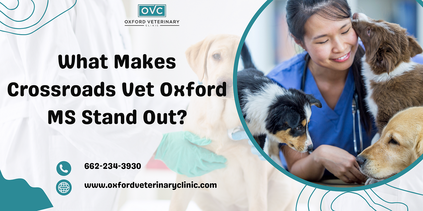 Expert Pet Groomer in Oxford MS Oxford Veterinary Clinic