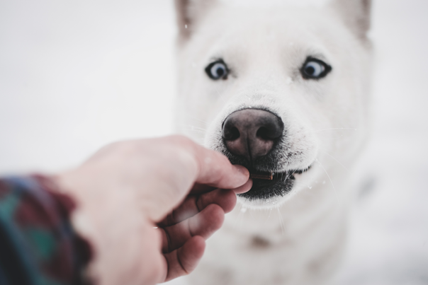 Pourquoi mon chien me tourne-t-il le dos ? | by Pauline Labat | Medium