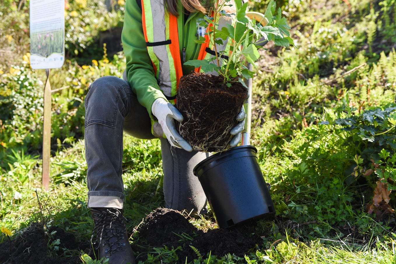 Tree Fund surpasses a quarter of a million trees planted!