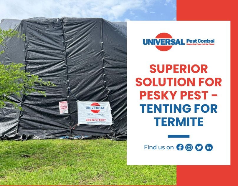 Protect Your Home With Trusted Termite Control Company Florida Mark