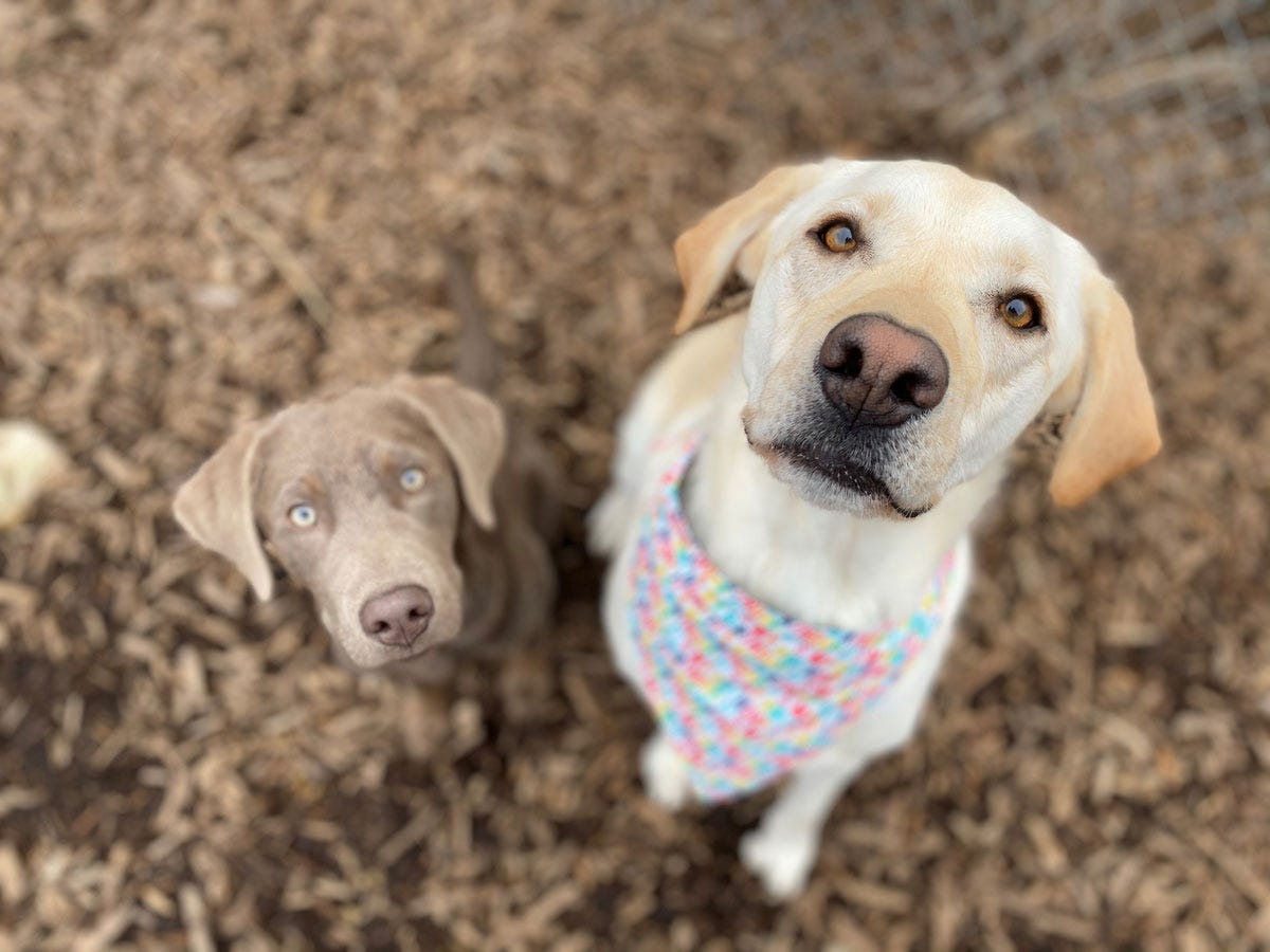 Animal House Jacksonville Shares the Top Seven Benefits of Mud Baths