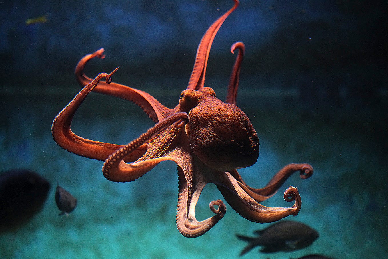 Fascinating Facts: Octopus