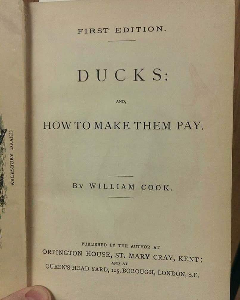 Ducks: and, How To Make Them Pay