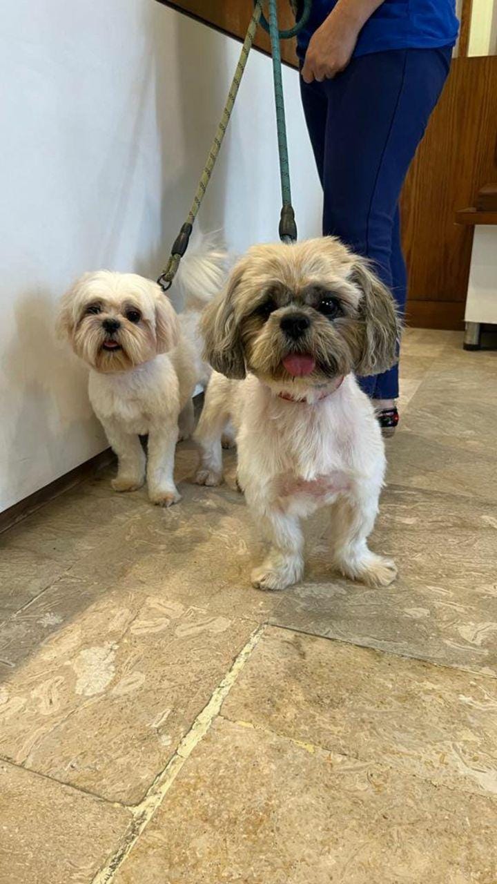 Best Pets Grooming Service Petcarencure Medium