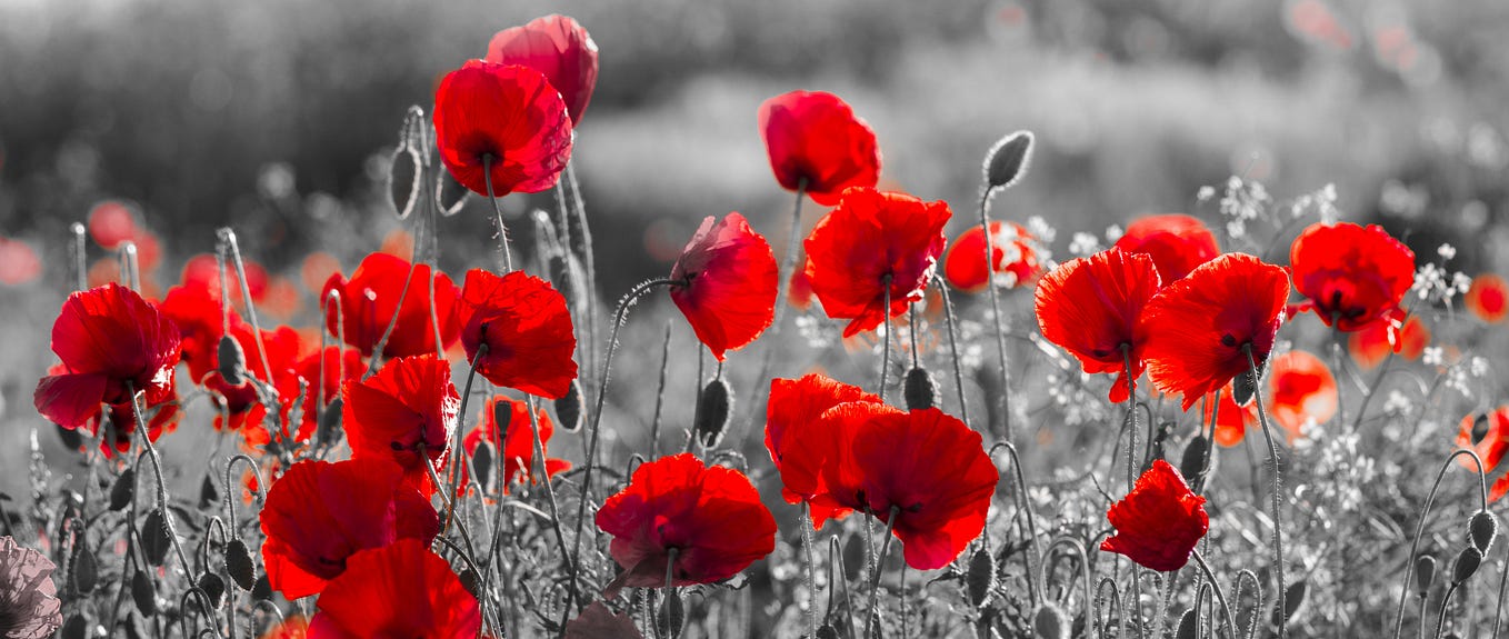 The Poppy: One flower, two different meanings.