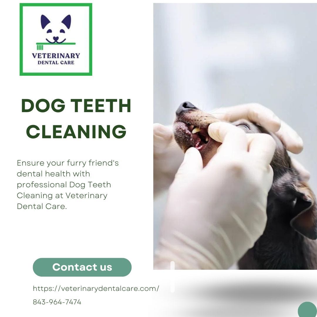 Dog Dental Cleaning Treatment At Reasonable Price Veterinary Dental Care Medium