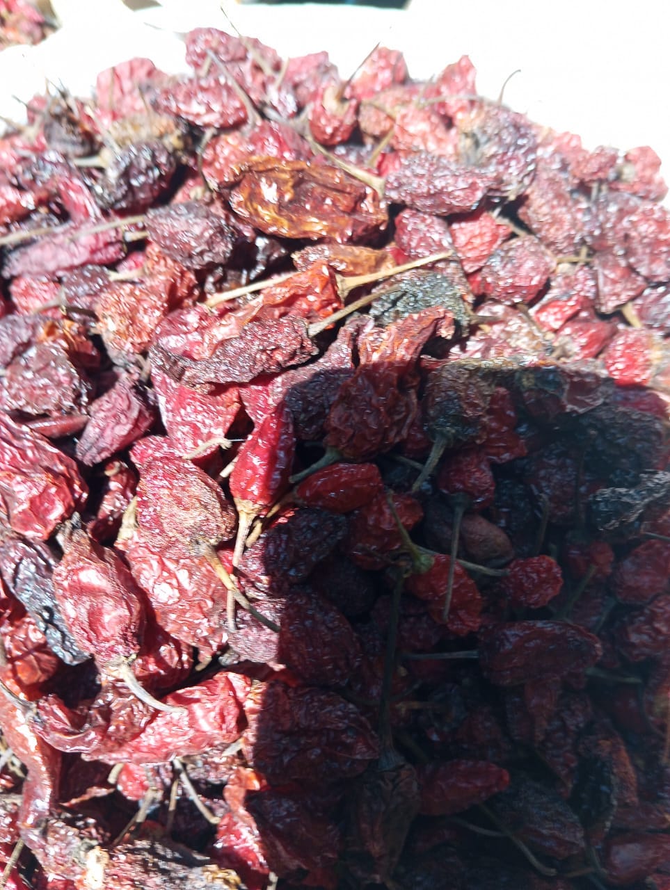 Nagaland Naga King Chilli Price of Naga king Chilli in India | by Nik ...