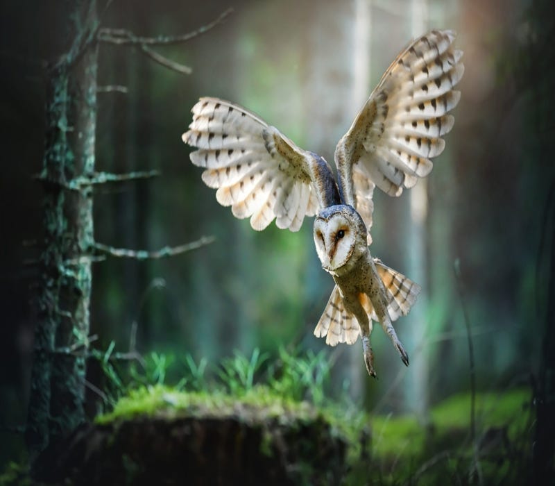Are Owls Bad Luck? Common Myths And Superstitions Explained by Birds Of Prey Medium