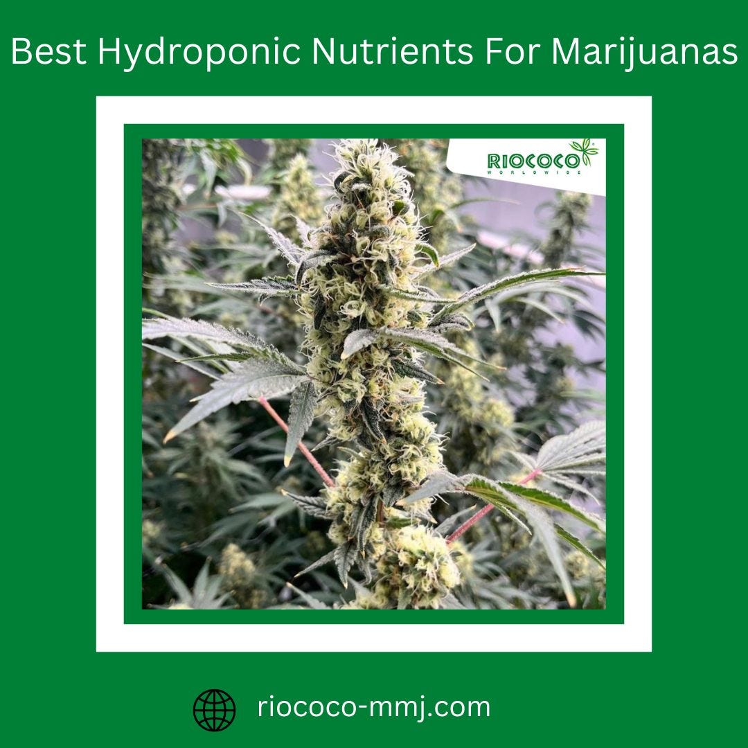 Best Hydroponic Nutrients for Marijuanas - Cannabis Growing Nutrients With  Coconut Coco Coir cannabis