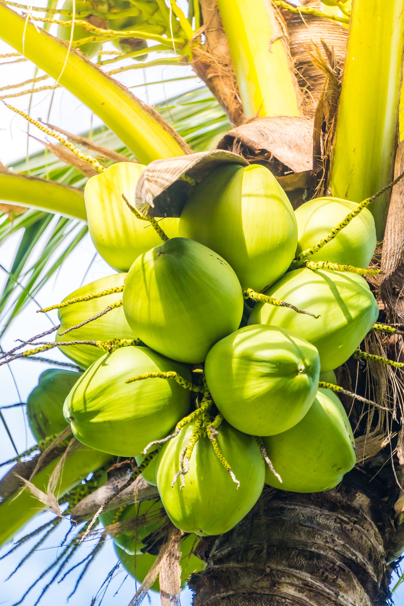 Best Tender Coconut Suppliers in Bangalore by Coconut Mashkiri Medium