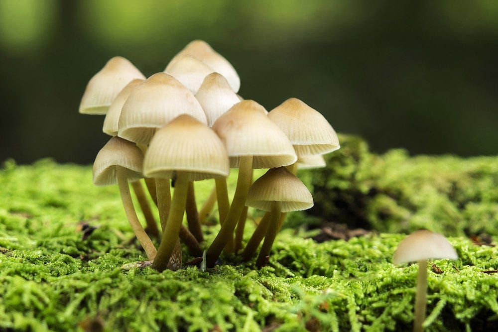 psilocybin mushrooms spores
