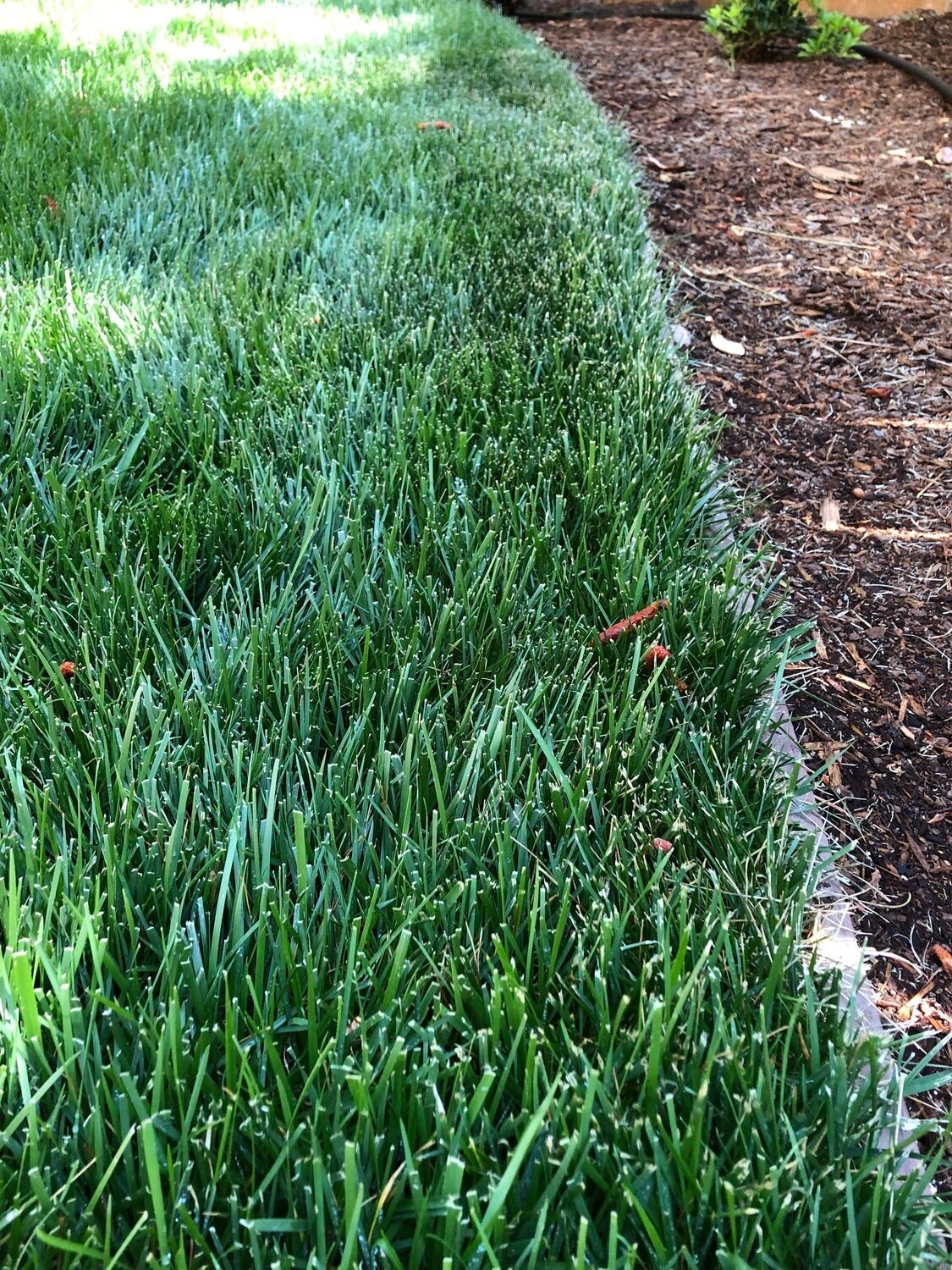 Elevate Your Lawn with Ottawa’s Finest Clover Seed by Ontario Lawn