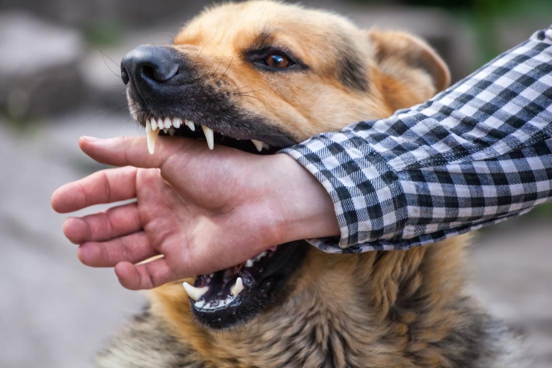 How to Train Your Dog Not to Bite by Pet Crew Medium