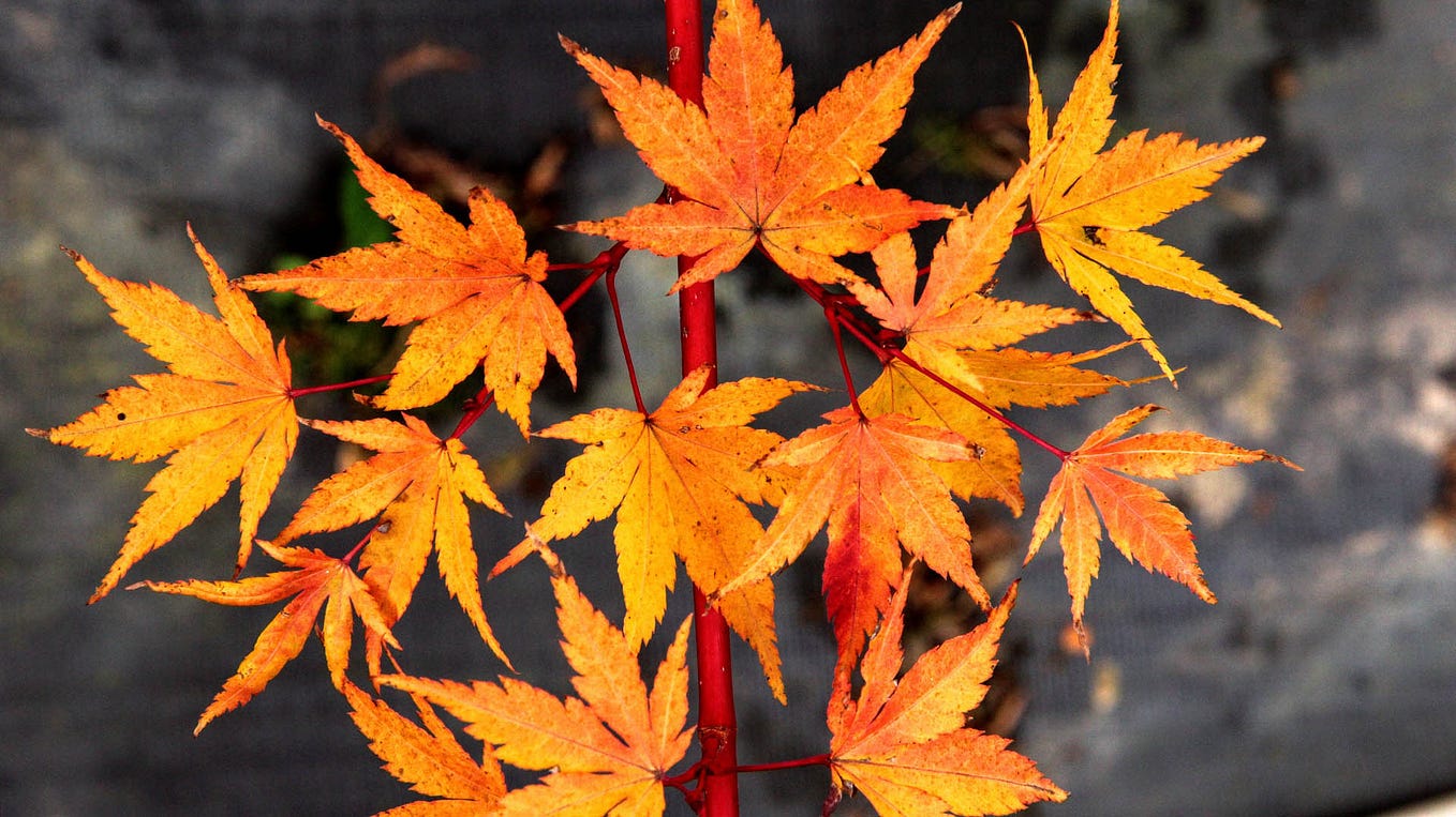 Everything you need to know about Orangeola Japanese Maple by Conifer
