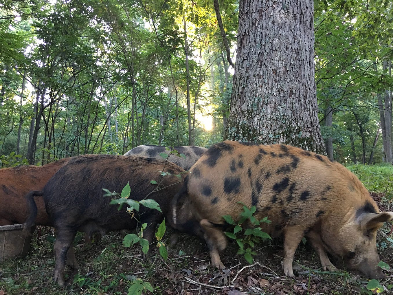 Yes, Native Americans Fundamentally Altered Our Environments by Chris