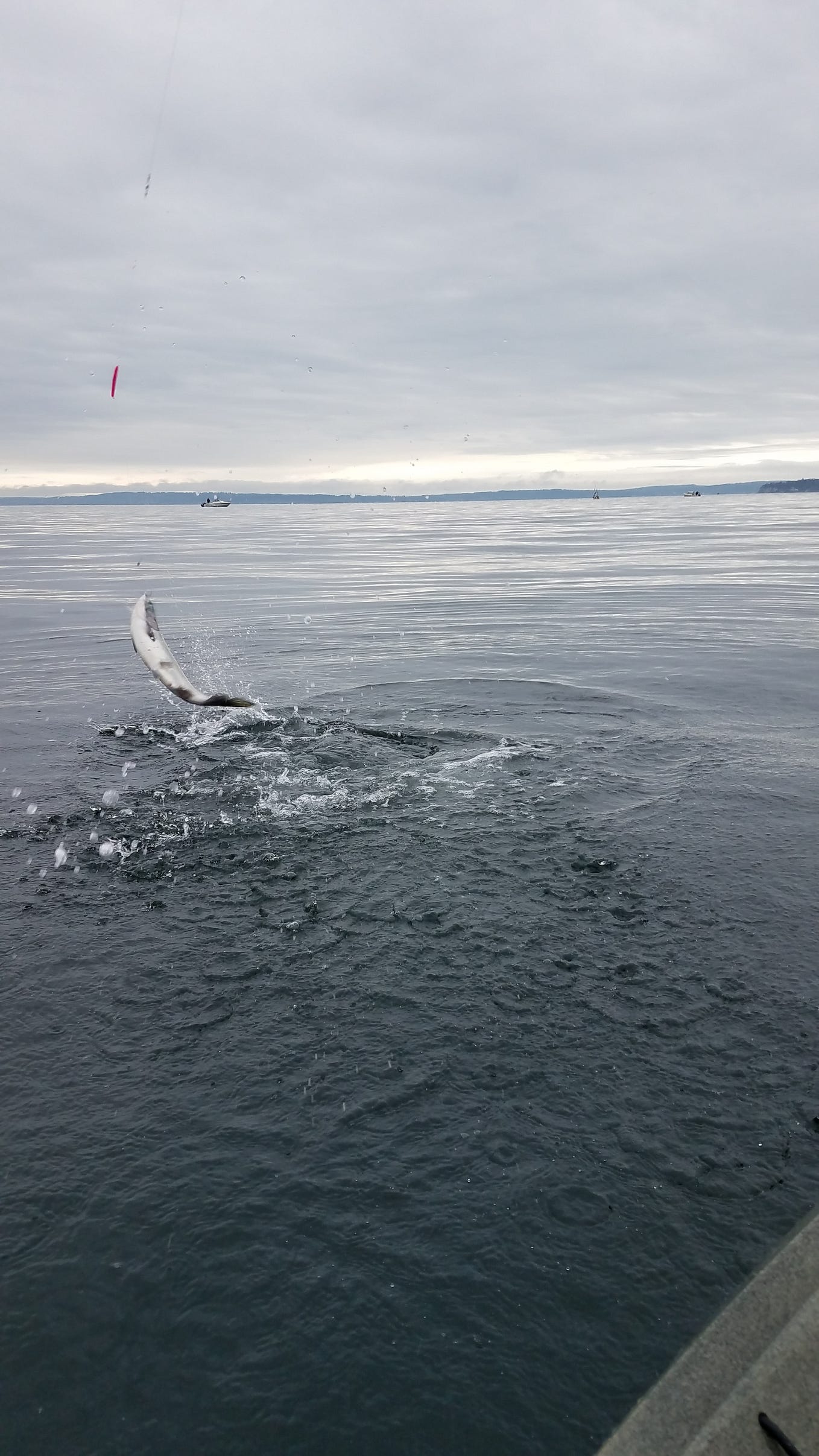 August is prime time for Puget Sound pink salmon