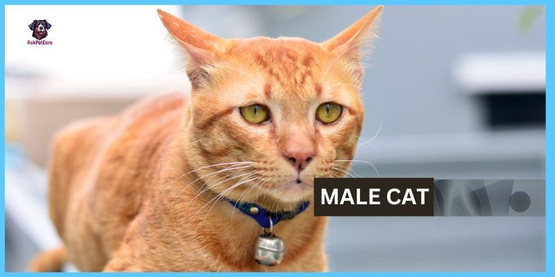 Curated visual reference: Causes Of Painful Urination In Senior Male Cats Reference: Cat Urination Symptoms A Complete Guide By Dr Arif Aziz