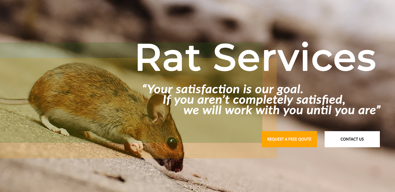 Termites Control in Plano, TX. Termites at home is one of the most